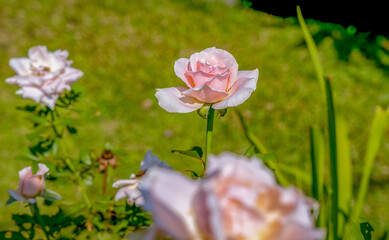 pink flowers in the morning