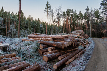 Tree trunks were felled by a harvester in a Swedish forest