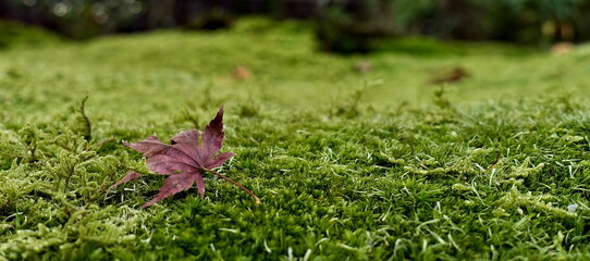  maple leaf fallen on green moss