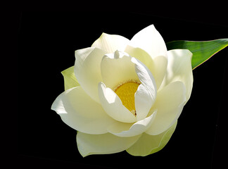 Lotus flower. Beautiful water lily close-up of white color. On a black background. - 397031146