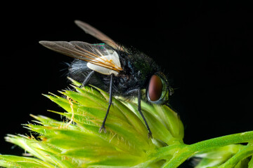 Housefly isolated on black background