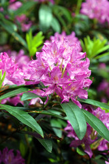 Fototapeta premium Close up of pink Rhododendron flowers, Derbyshire England 