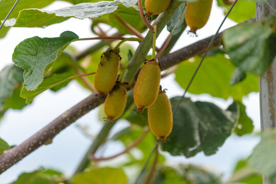 Young fruits of kiwi, on the branch