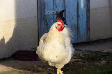 white and black chicken in the yard