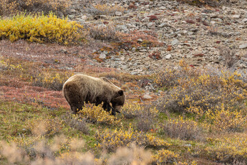 Grizzly Bear in Denali National Park Alaska in Autumn