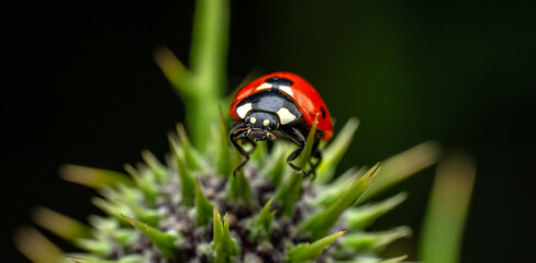 Beautiful ladybug on leaf defocused background