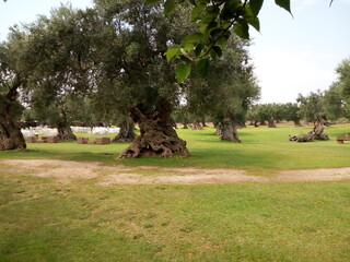 Uliveto in Puglia