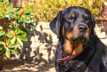 Meghan, a middle aged Rottweiler bitch, sits in her garden taking full advantage of the spring sun and warm temperatures in England.