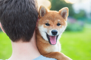 A man is holding cute red shiba inu puppy.