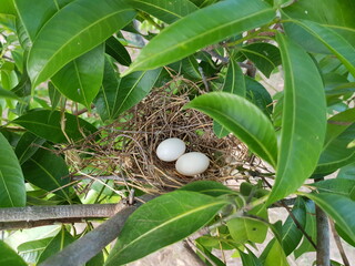 Fototapeta na wymiar Two bird eggs in a simple nest on the tree.