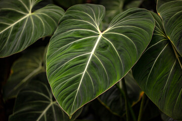 View of tropical philodendron melanochrysum plant