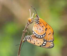 Fototapeta na wymiar mating butterfly on a flower