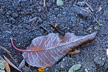 leaf after frost