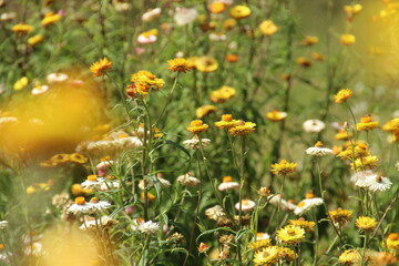 Fototapeta na wymiar flowers with bees