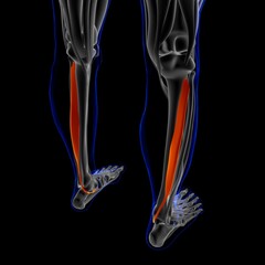 Tibialis Posterior Muscle Anatomy For Medical Concept 3D Illustration