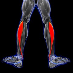 Tibialis Anterior Muscle Anatomy For Medical Concept 3D Illustration