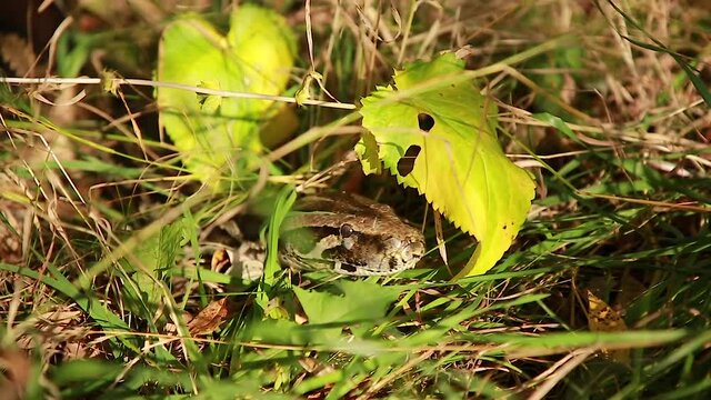 The Python is out hunting and quickly crawls through the fresh grass in search of prey. Animal wildlife background concept and free space for text.