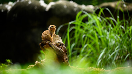 meercat on the look out
