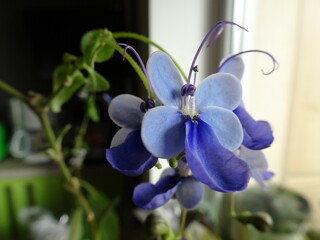 Fototapeta na wymiar blue iris flower