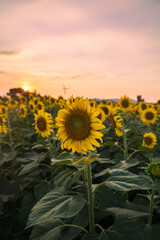 Sunflower field blooming in plantation at evening