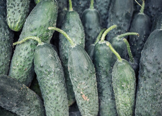 Fresh organic Cucumber (Cucumis sativus) on display at the market. Freshly picked vegetables.