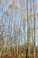 Autumn landscape with birches, background