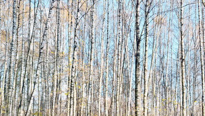 Obraz premium Autumn landscape with birches, background