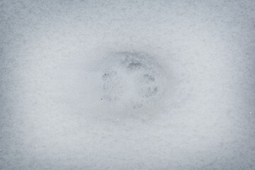 Abdruck einer Katze im Schnee, Katzenspur als Schneeabdruck