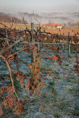 Naklejka premium iced grapes for ice wine in vineyard in southern styria, an old wine growing country in austria