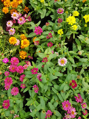 Fototapeta na wymiar Zinnia is a beautiful multi-colored flower. Can be used to decorate the garden.