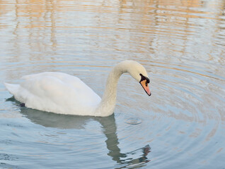 White swan reflected in the pond water