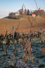 iced grapes for ice wine in vineyard in southern styria, an old wine growing country in austria