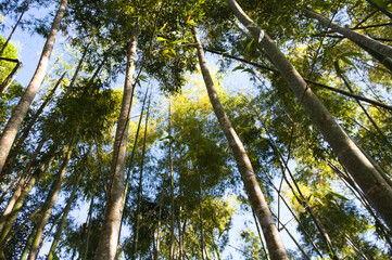 green area with trees and sun on a beautiful day © cristhian