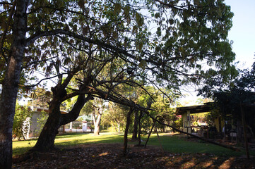 green area with trees and sun on a beautiful day © cristhian