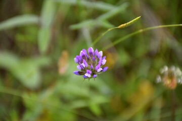 Fototapeta premium Clover flower (Bituminaria bituminous) on roadside, blue-violet corolla.