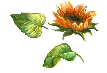 Flower of sunflower. Sunflower flower close - up on a white background. Graphic print sunflower Flower for home decoration and t-shirts, postcards!