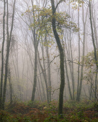 Moody atmosphere in a forest of tall and thin oaks