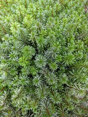 Close up on small spiky leaves of Angelina stonecrop (Sedum Angelina)