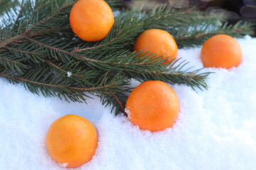 Fototapeta na wymiar Ripe tangerines lie on the snow against the background of spruce branches, side view, close-up