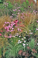 Fototapeta premium Colourful flower border with Monarda, Echinacea