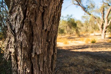 Close up shot of tree trunk in the park.Outdoors