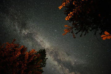 Astrophotography. Milky way in the night sky. Starry sky and dark silhouettes of trees.