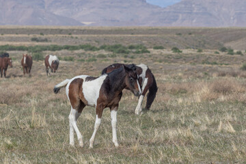 Fototapeta na wymiar Wild horse Foal in Spring in the Utah Desert