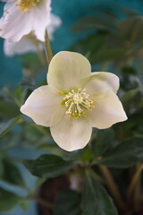 White Hellebore flower, "Christmas flower",  Helleborus niger