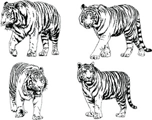 vector drawings sketches different predator , tigers lions cheetahs and leopards are drawn in ink by hand , objects with no background