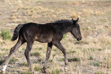 Wild horse Foal in Spring in the Utah Desert
