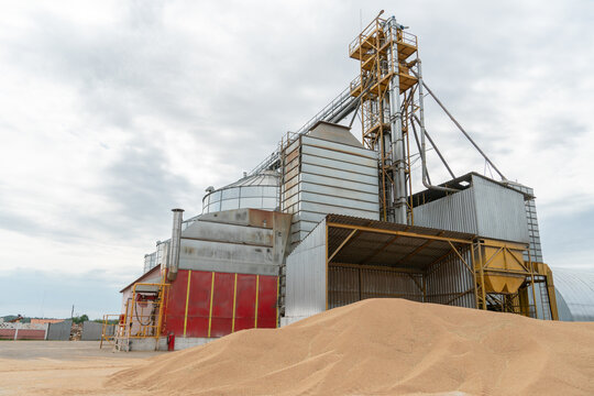 silver silos on agro manufacturing plant for processing drying cleaning and storage of agricultural products, flour, cereals and grain. Iron barrels. A large pile of grain near the granary elevator.
