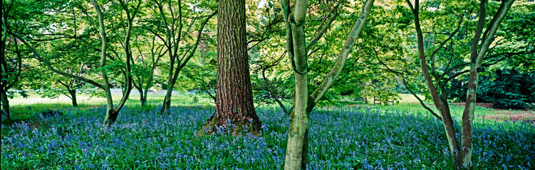 ACER GLADE WITH DISPLAY OF BLUEBELLS UNDER THE TREES
