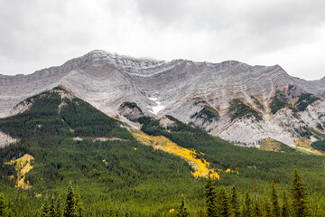 Fall colours creep up Fortress Mountain. Spray Valley Provincial Park, Alberta, Canada