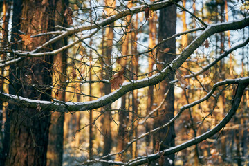 zimowe drzewa i gałęzie © Marcin Łazarczyk